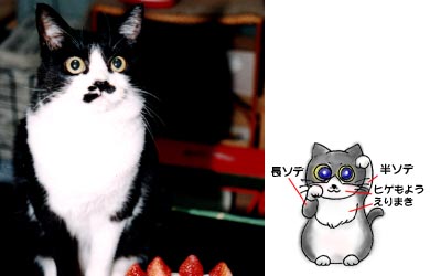 黒白猫　こうめ